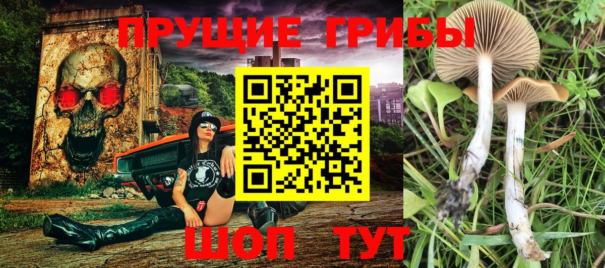 Псилоцибиновые грибы Psilocybine cubensis  Галлюциногенные грибы прущие грибы  Сосновый Бор  Вход с VPN 